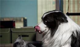 狗狗VS猫咪，猫咪和狗狗谁才是最好的宠物？