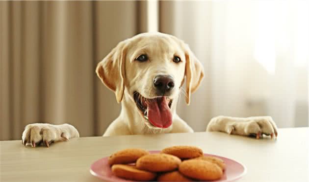 科普：狗狗长期吃人吃的食物，到底会变得怎样呢？