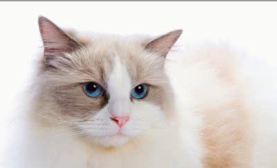如何养好一只布偶猫？