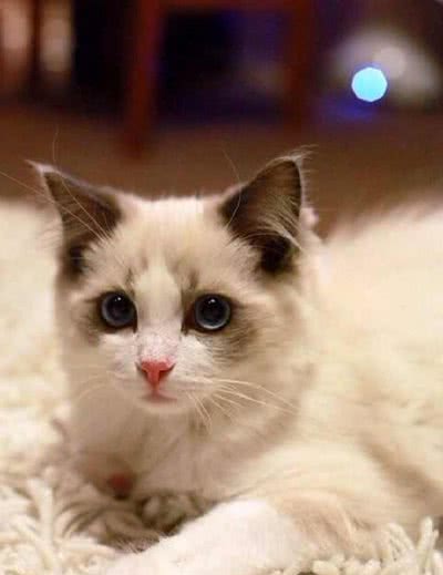 如何养好一只布偶猫？