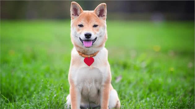 土狗驱虫药哪个牌子好？