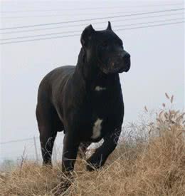 凶猛的普雷萨犬，更像是野兽，是犬中的“F-35”!