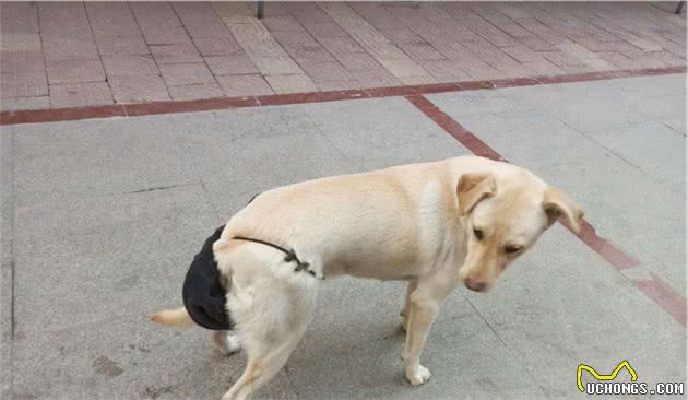 主人以为训狗全靠打，却忽视爱犬心理健康，正确教育需注意三点！