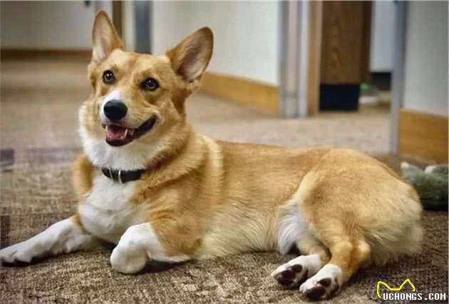 主人以为训狗全靠打，却忽视爱犬心理健康，正确教育需注意三点！