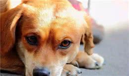 主人以为训狗全靠打，却忽视爱犬心理健康，正确教育需注意三点！