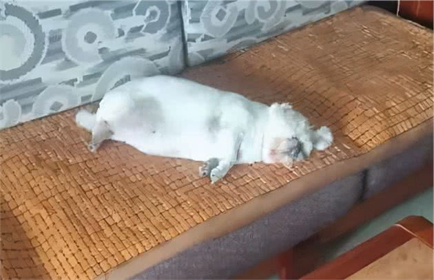 我问狗狗吃屎是什么味道？它说