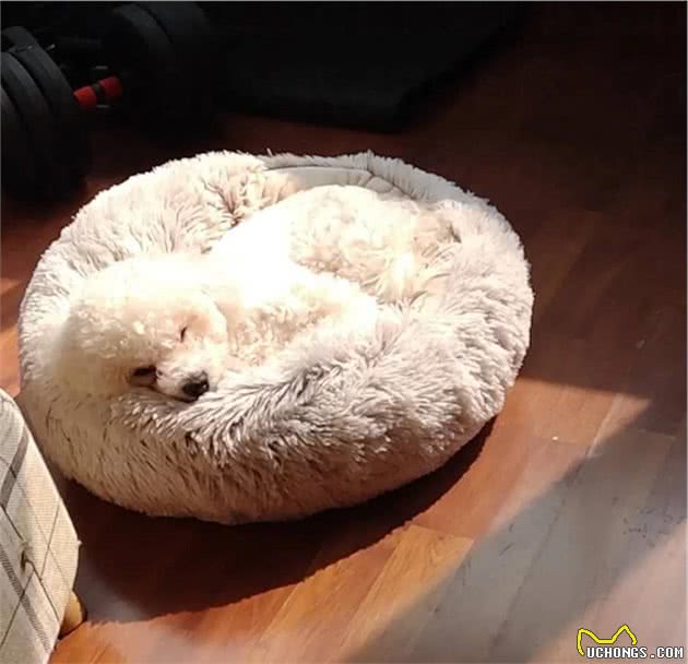 我问狗狗吃屎是什么味道？它说