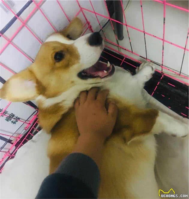 我问狗狗吃屎是什么味道？它说