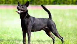 中国本土猎犬—5（台湾篇）