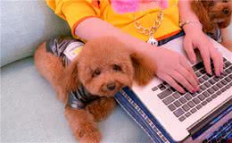 贵宾犬“不愿面对”的5件事，宠主要了解