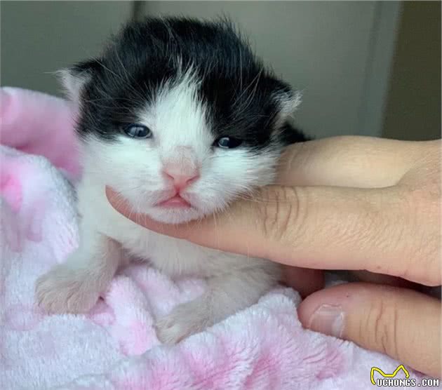 小猫意外掉进排水沟，猫妈妈见不能救出后，竟去路边引来夫妇搭救