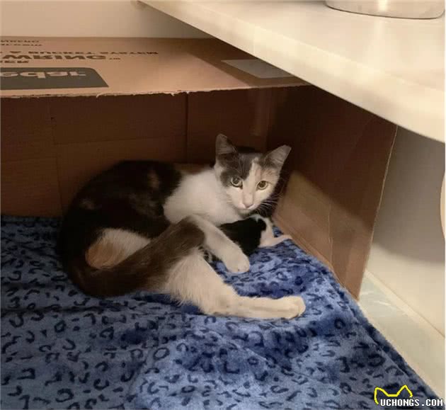 小猫意外掉进排水沟，猫妈妈见不能救出后，竟去路边引来夫妇搭救