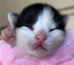 小猫意外掉进排水沟，猫妈妈见不能救出后，竟去路边引来夫妇搭救