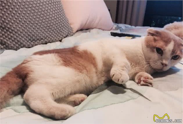 苏格兰折耳猫—“灭绝”，是对它最好的爱！