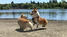 英国皇家犬基因究竟有多强大？