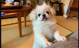 当狗狗得知要去医院时，整只狗都感觉不好了，表情逐渐石化了