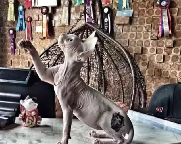 加拿大无毛猫