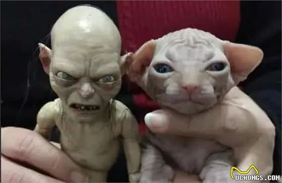 加拿大无毛猫