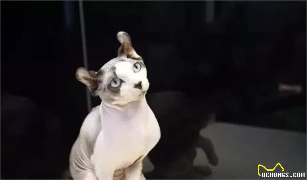 加拿大无毛猫