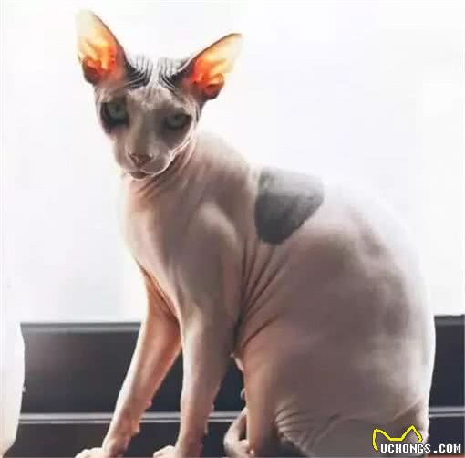 加拿大无毛猫