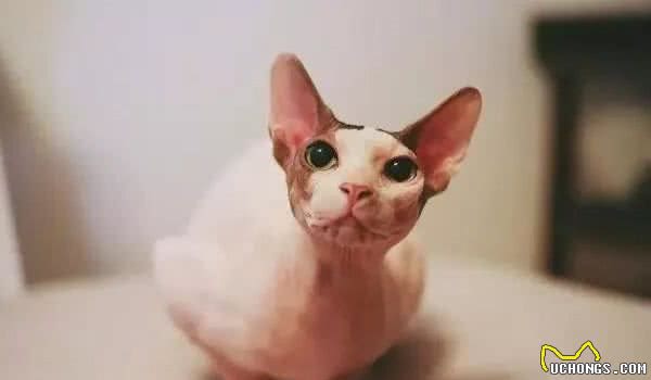 加拿大无毛猫