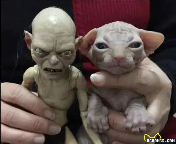 加拿大无毛猫