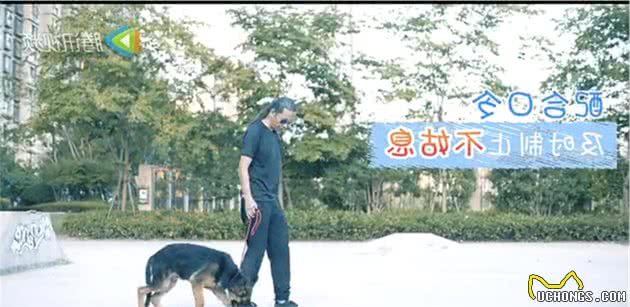 自家狗狗总是咬拖鞋怎么办？可以试试这样做！