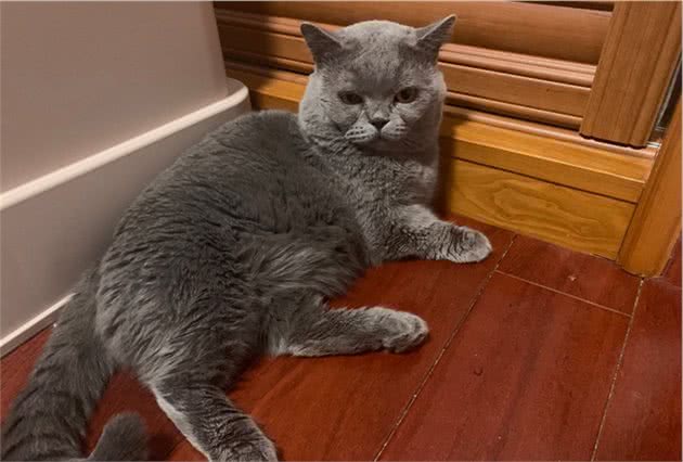 家里的缅因猫突然狂性大发，把新来的德文卷毛猫揍进了医院