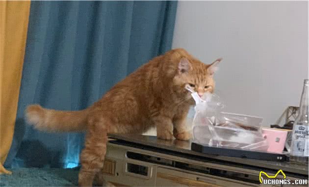 家里的缅因猫突然狂性大发，把新来的德文卷毛猫揍进了医院