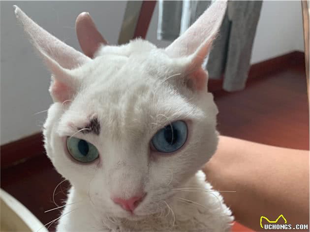 家里的缅因猫突然狂性大发，把新来的德文卷毛猫揍进了医院
