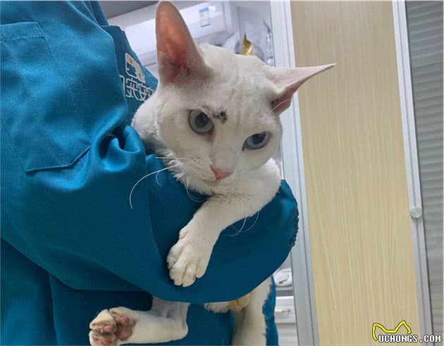 家里的缅因猫突然狂性大发，把新来的德文卷毛猫揍进了医院
