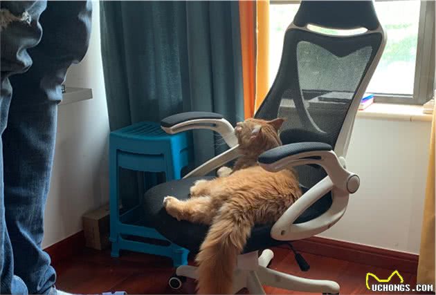 家里的缅因猫突然狂性大发，把新来的德文卷毛猫揍进了医院