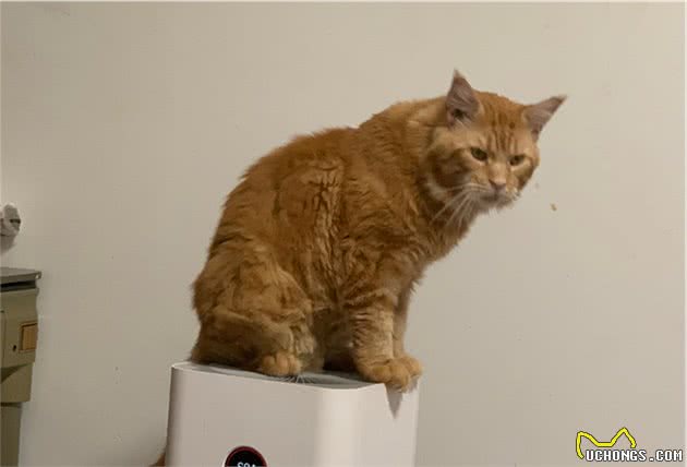 家里的缅因猫突然狂性大发，把新来的德文卷毛猫揍进了医院