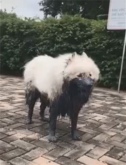 洁癖狗主人拥有这4款清洁好物，不用天天折腾狗子