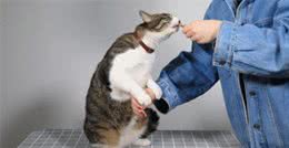 训练猫的最常见的几种方法