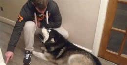 做到这3方面，轻松改变狗狗吠叫问题，打造一只安静的狗狗