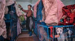 68岁中国女人与她的1300只犬，100只猫和四匹马合住
