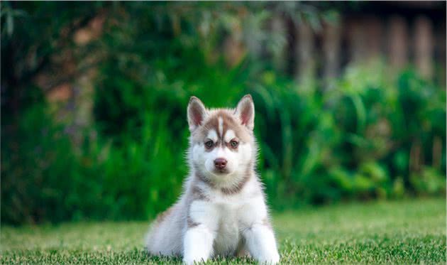 伴侣犬驯养过程中，常见的寄生虫病有哪些，你知道吗