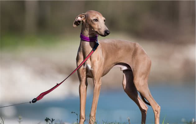 囚犯和恶犬的相守，竟感动了每一个人