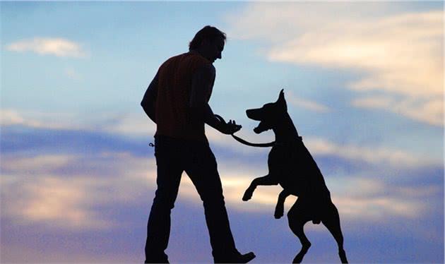囚犯和恶犬的相守，竟感动了每一个人
