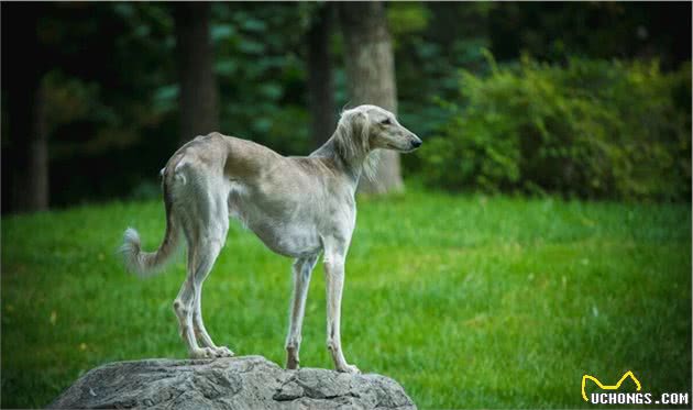 囚犯和恶犬的相守，竟感动了每一个人
