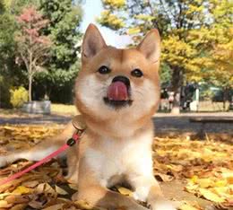 柴犬发烧怎么办？该怎么解决？