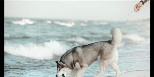 雪橇犬在海边狂奔，主人拉都拉不住直接摔倒了，这是狗遛人吧