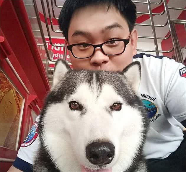 泰国哈士奇被培训欲当护卫犬，却在课堂睡得香，“抢劫”也不醒