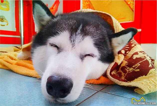 泰国哈士奇被培训欲当护卫犬，却在课堂睡得香，“抢劫”也不醒