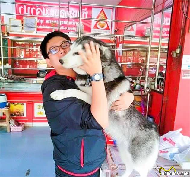 泰国哈士奇被培训欲当护卫犬，却在课堂睡得香，“抢劫”也不醒