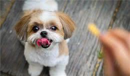 短鼻犬容易有呼吸问题，想养好法斗等狗狗，主人要注意这4个问题