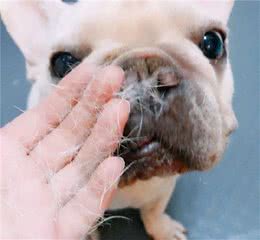 狗毛掉的厉害怎么处理？