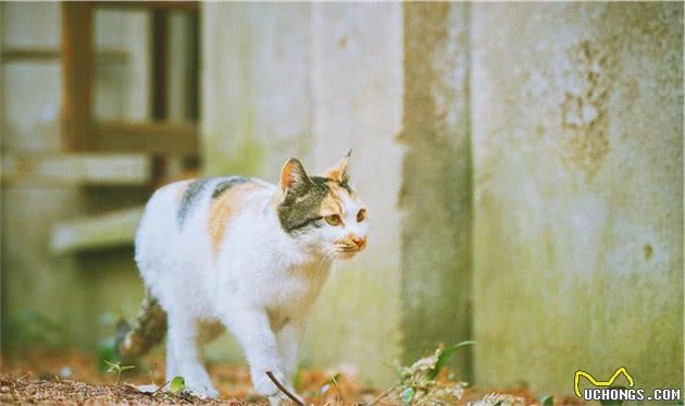 5种高颜值的田园猫！第1种人人爱，第5种罕见难求