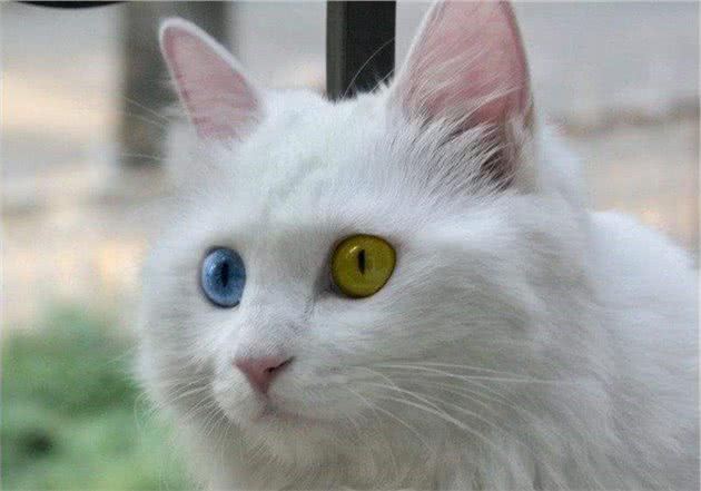 5种高颜值的田园猫！第1种人人爱，第5种罕见难求